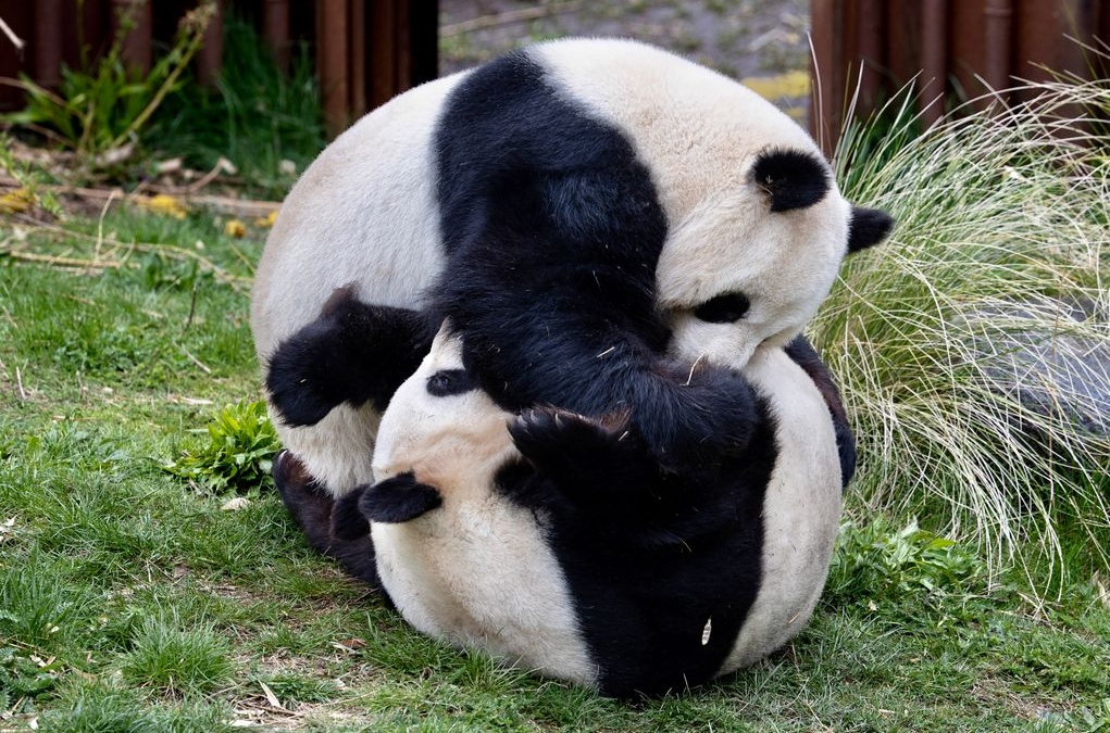 Hunpanda Zoologisk Have København
